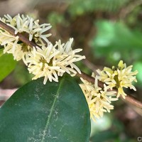 Chionanthus albidiflorus Thwaites